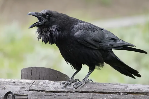 Do Crows Talk? How They Mimic Human Speech and What It Really Means