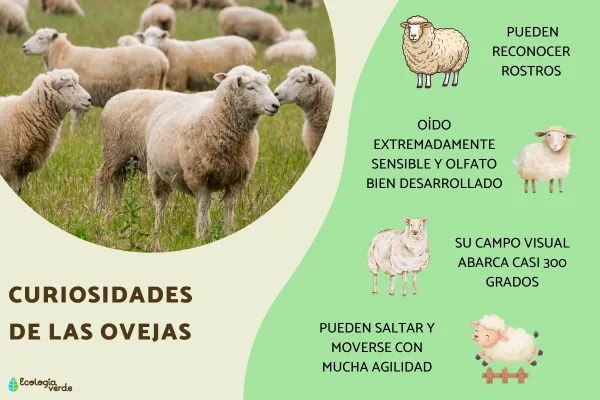 10 Fascinating Facts About Sheep (Intelligence, Vision, Behavior & More)