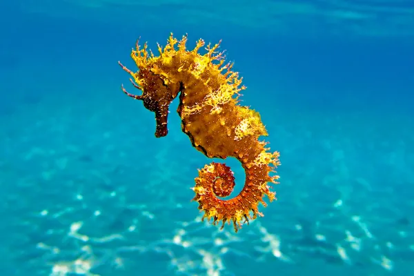 Is a Seahorse a Fish?
