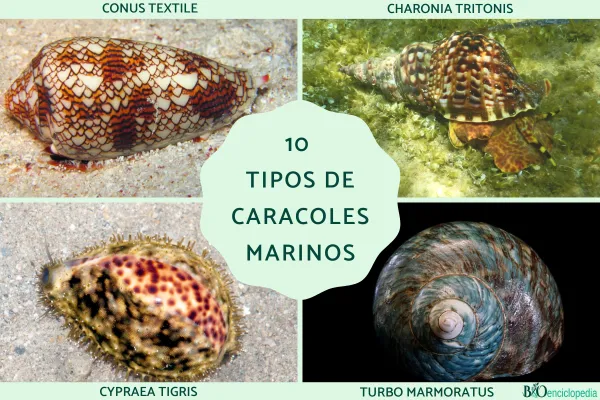 10 Types of Sea Snails: Names and Key Characteristics