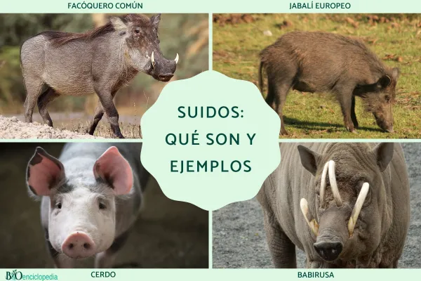 Suids (Suidae): What They Are and Key Examples