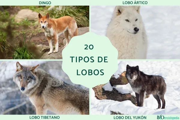 20 Types of Wolves: Subspecies, Traits, and Where They Live