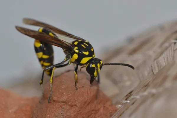 Potter Wasps: Characteristics, Where They Live, and Their Sting