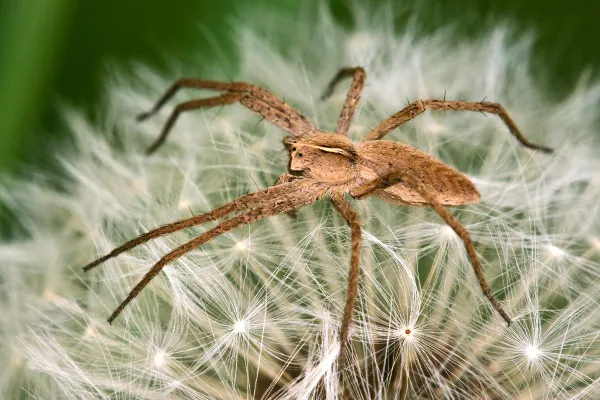 Violin Spider (Loxosceles laeta) — Identification, Habitat, Bite Symptoms, and Safety Guide