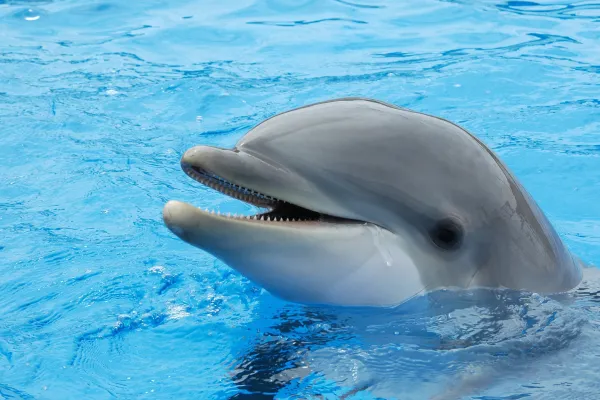 Bottlenose Dolphin (Tursiops truncatus): Key Traits, Range, Diet, and Threats