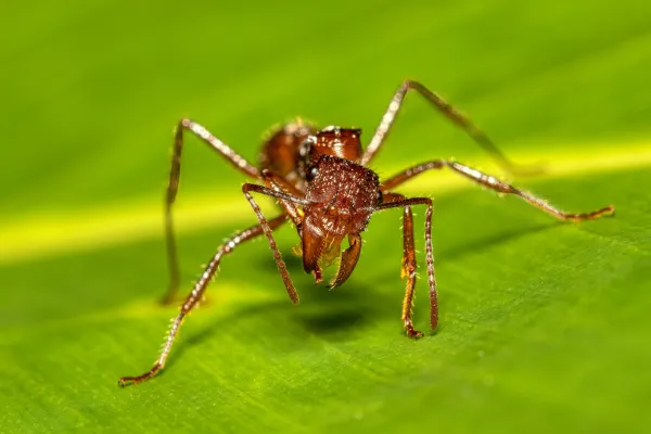 Bullet Ant (Paraponera clavata): Characteristics, Size, Sting, and Habitat