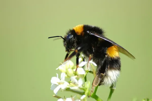 Bumblebee (Bombus terrestris): Sting, Diet, Habitat, and Reproduction