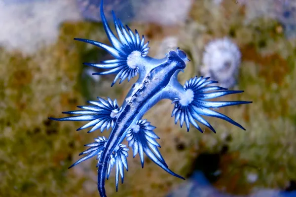 Glaucus atlanticus (Blue Dragon): Habitat, Diet, Venom, and Sting