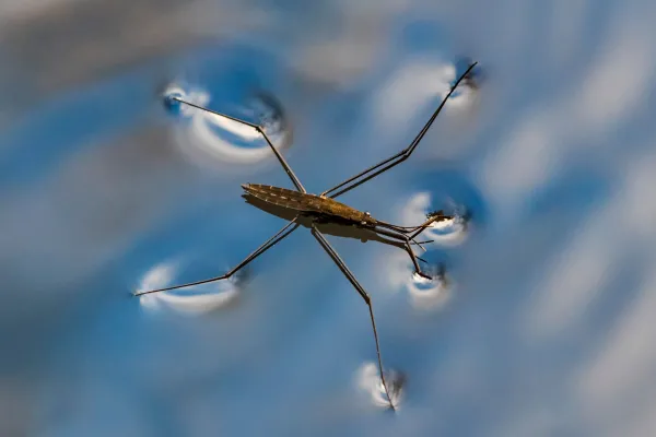 Water Strider: Characteristics, Habitat, Behavior, and Diet