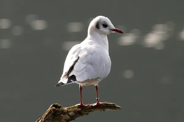 Black-headed Gull (Chroicocephalus ridibundus) — Identification, Range, Diet, Breeding, and Conserva