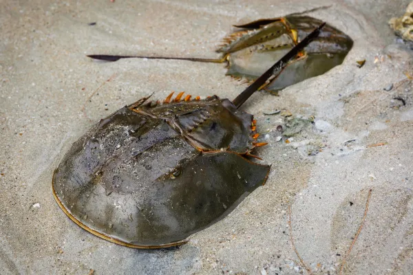 Horseshoe Crab (Limulus polyphemus) — Ancient “Living Fossil” of the Atlantic Coast