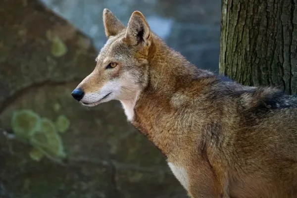 Red Wolf (Canis rufus) — Range, Behavior, Diet, Reproduction, and Conservation