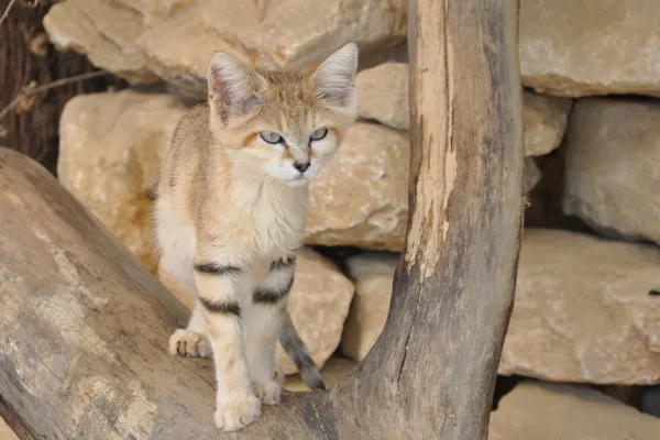 Sand Cat (Felis margarita) — The Desert “Sands Cat” Built for Extreme Heat