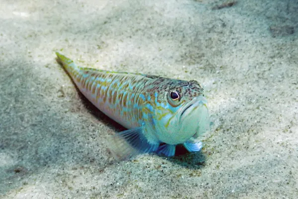 Greater Weever Fish (Trachinus draco) — “Spider Fish” / “Scorpion Fish” in Popular Speech