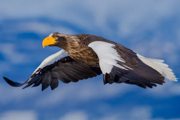 Steller’s Sea Eagle (Haliaeetus pelagicus) — The Giant Sea Eagle of the North Pacific