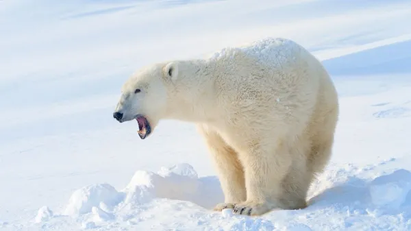 Animals That Can Survive Extreme Cold: Species That Live Below Freezing
