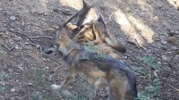 Catalonia’s Only Known Wolf Pair May Have Pups Again This Spring