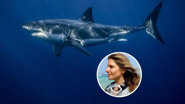 Great White Shark Confirmed in the Spanish Mediterranean, but Scientists Urge Caution
