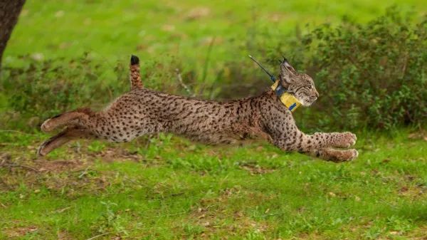 Iberian Lynx Expands Into New Territories Across Spain and Portugal