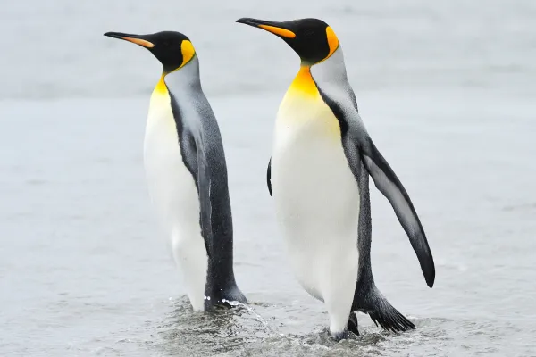 King Penguin: Facts, Habitat, Diet, Breeding, and Conservation