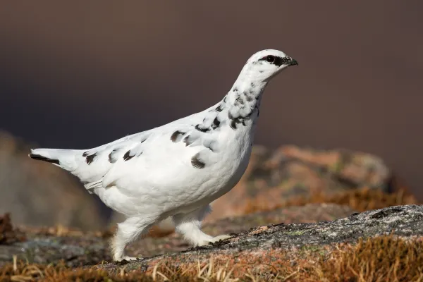 Rock Ptarmigan (Lagopus muta)