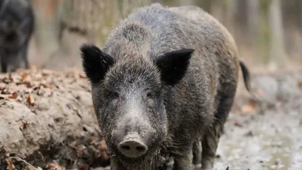 The Unexpected Wildlife Legacy of Fukushima: Pig–Wild Boar Hybrids in Japan’s Evacuated Landscapes