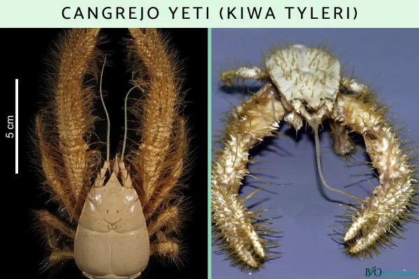 Yeti Crab: Facts, Habitat, Diet, Adaptations, and Deep-Sea Life