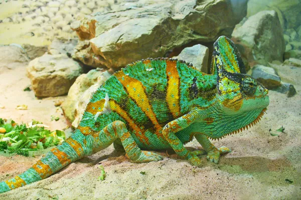 Veiled Chameleon (Chamaeleo calyptratus): Facts, Habitat, Diet, Lifespan, and Care