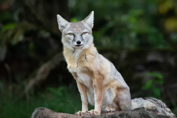 Corsac Fox (Vulpes corsac): Facts, Habitat, Diet, Behavior, and Conservation