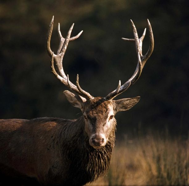 9 of the World’s Deadliest Mammals: Dangerous Species and Why They Kill
