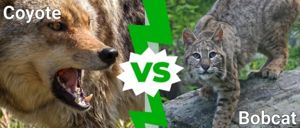Lynx vs Coyote: Stealth Hunter vs Endurance Canid