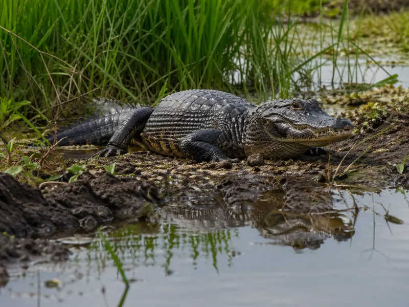 Yacare Caiman Facts: Size, Habitat and Diet