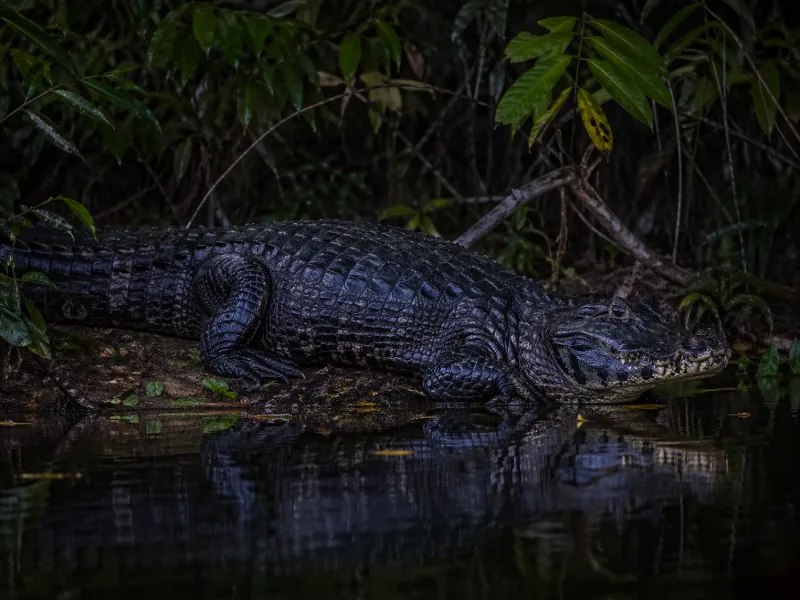 Black Caiman Facts: Size, Habitat and Diet