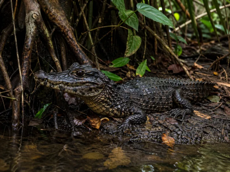 Dwarf Caiman Facts: Size, Habitat and Diet