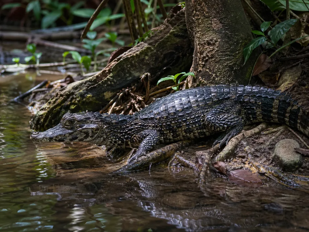 Schneider’s Dwarf Caiman Facts: Size, Habitat and Diet
