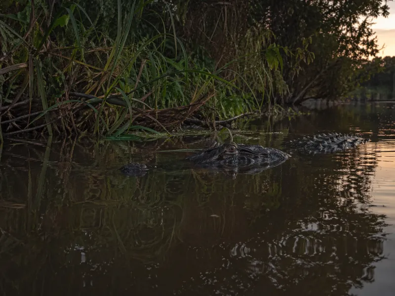 Do Caimans Eat Humans? Risk, Attacks and Behavior Explained