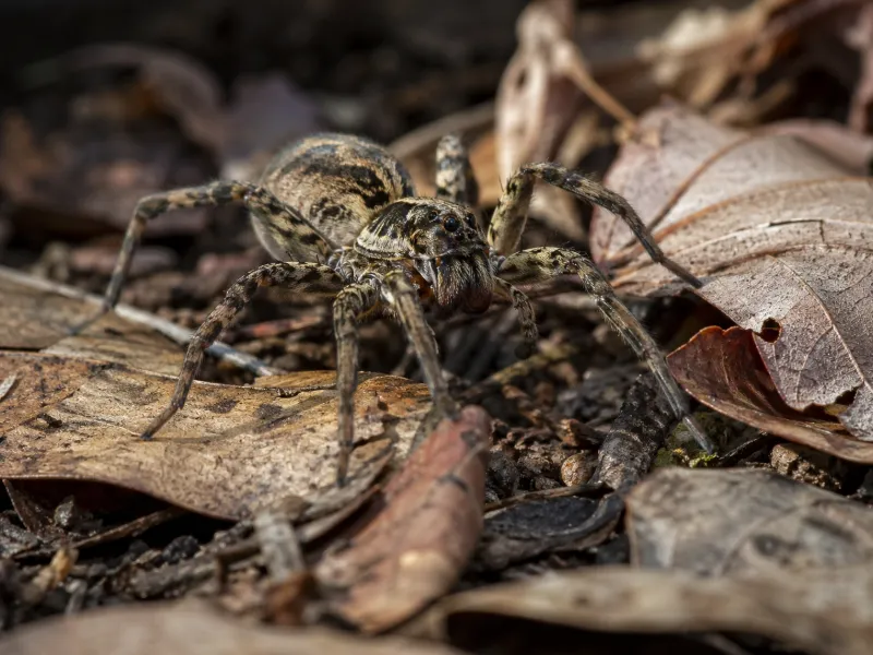 The Wolf Spider Hunts Prey Instead of Building Webs