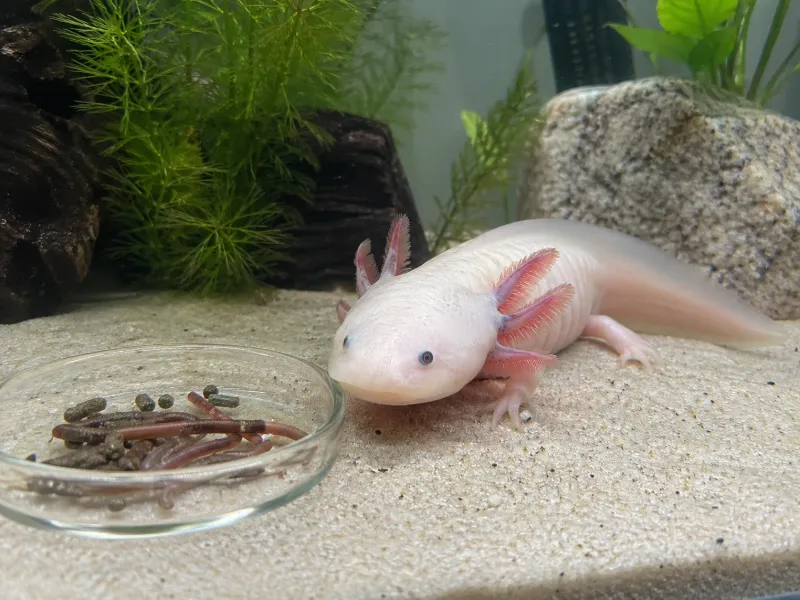 Axolotl Diet: What Do Captive Axolotls Eat?