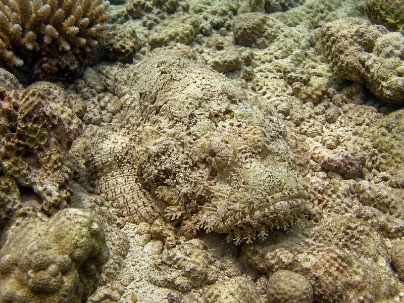 Stonefish Facts: Venom, Habitat, Appearance and Danger