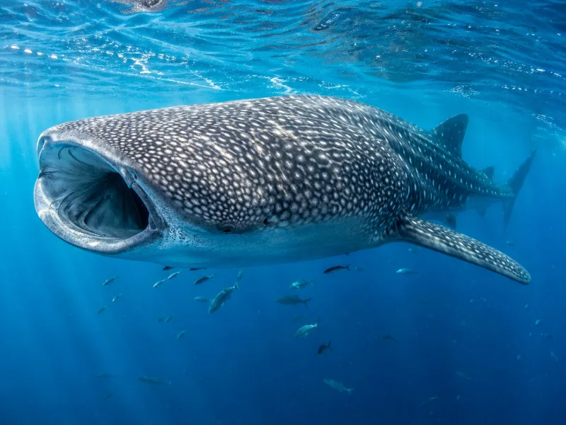 How Whale Sharks Work: Anatomy, Feeding and Life in the Open Ocean