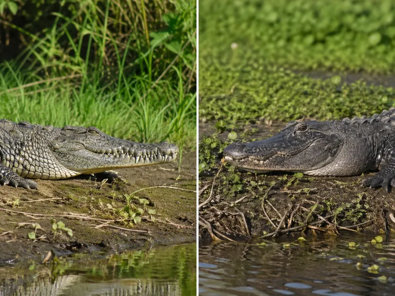 Crocodile vs Alligator: What’s the Difference?