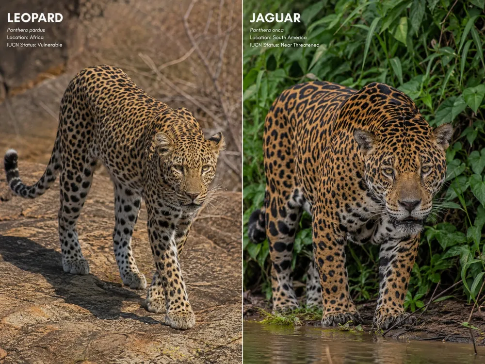 Leopard vs Jaguar: What’s the Difference?