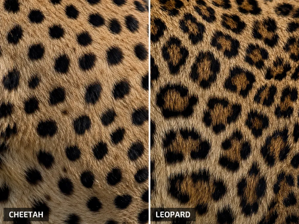 Cheetah vs Leopard Print: What’s the Difference?