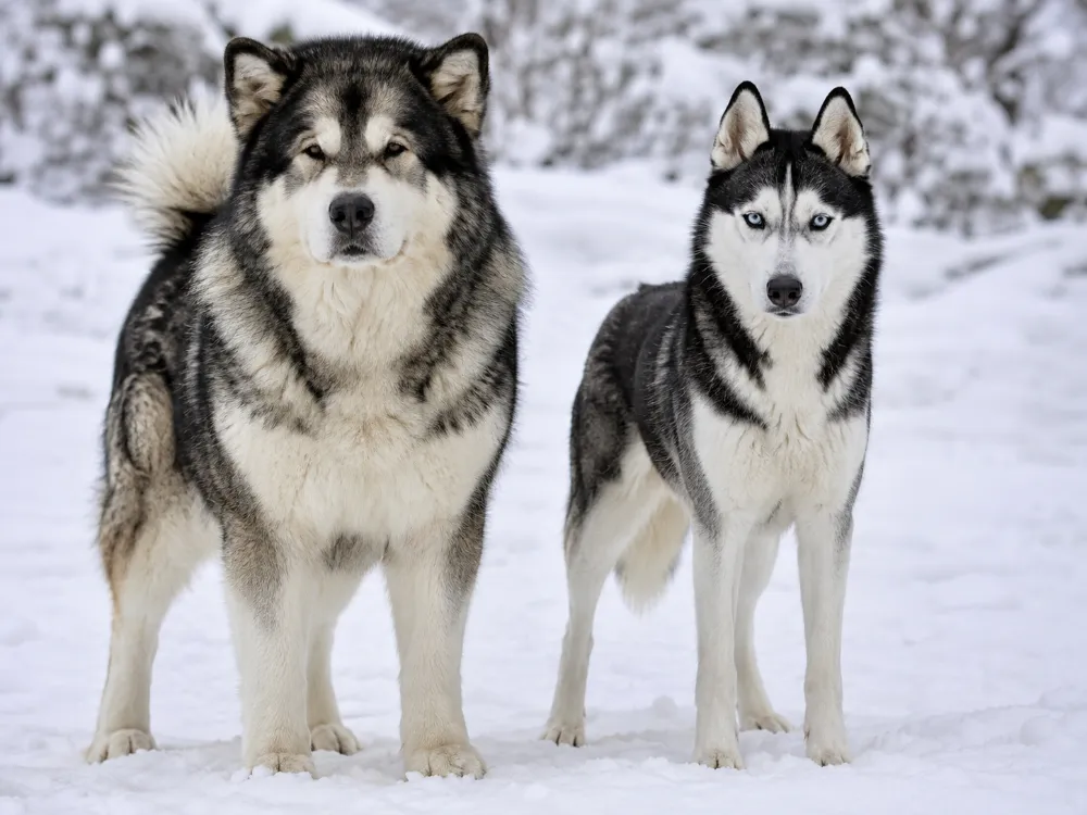 Malamute vs Husky: What’s the Difference?