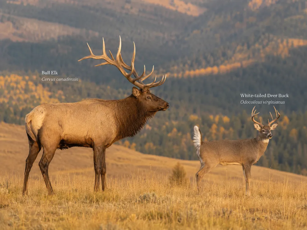 Elk vs Deer: What Is the Difference?