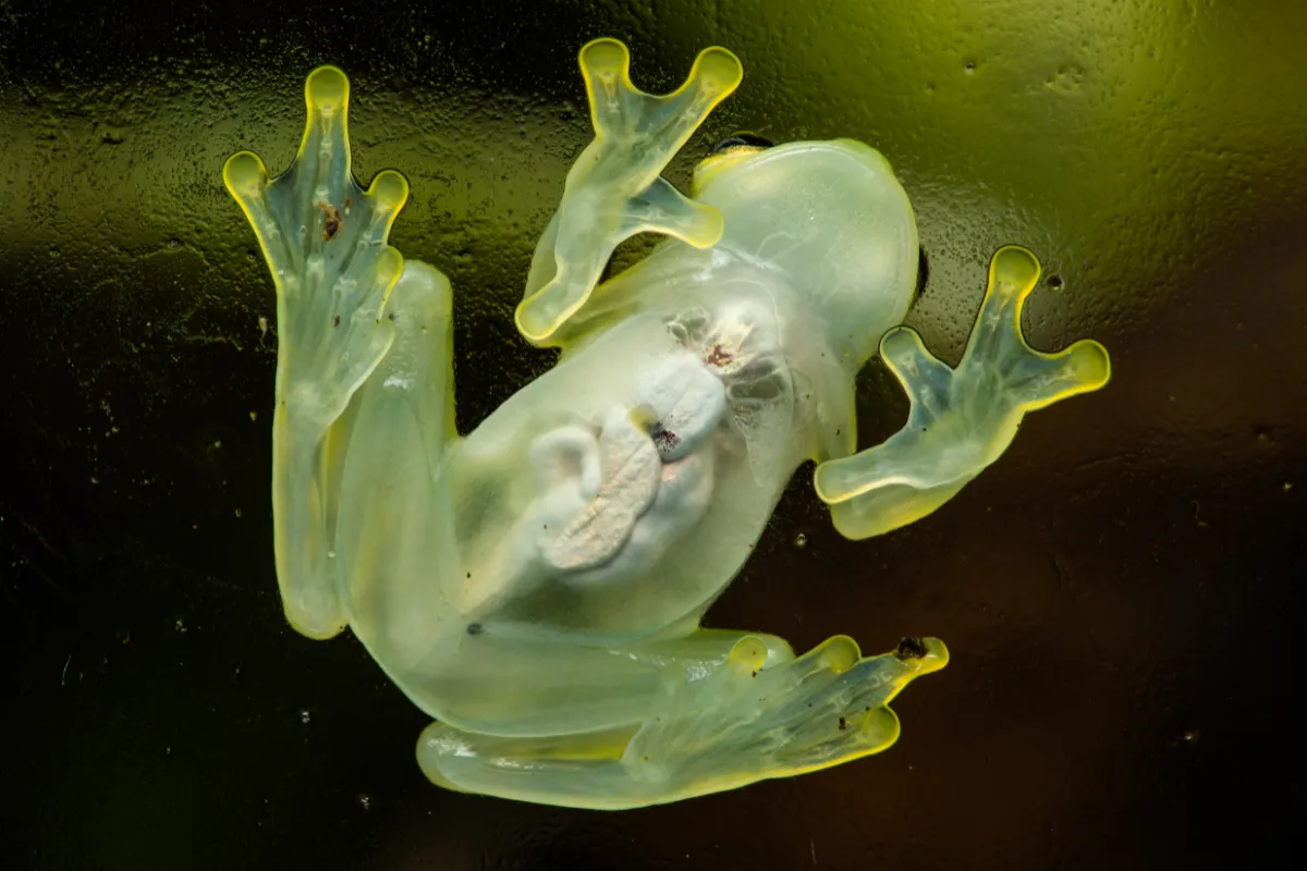 Glass Frog: The Transparent Rainforest Frog That Shows Its Organs