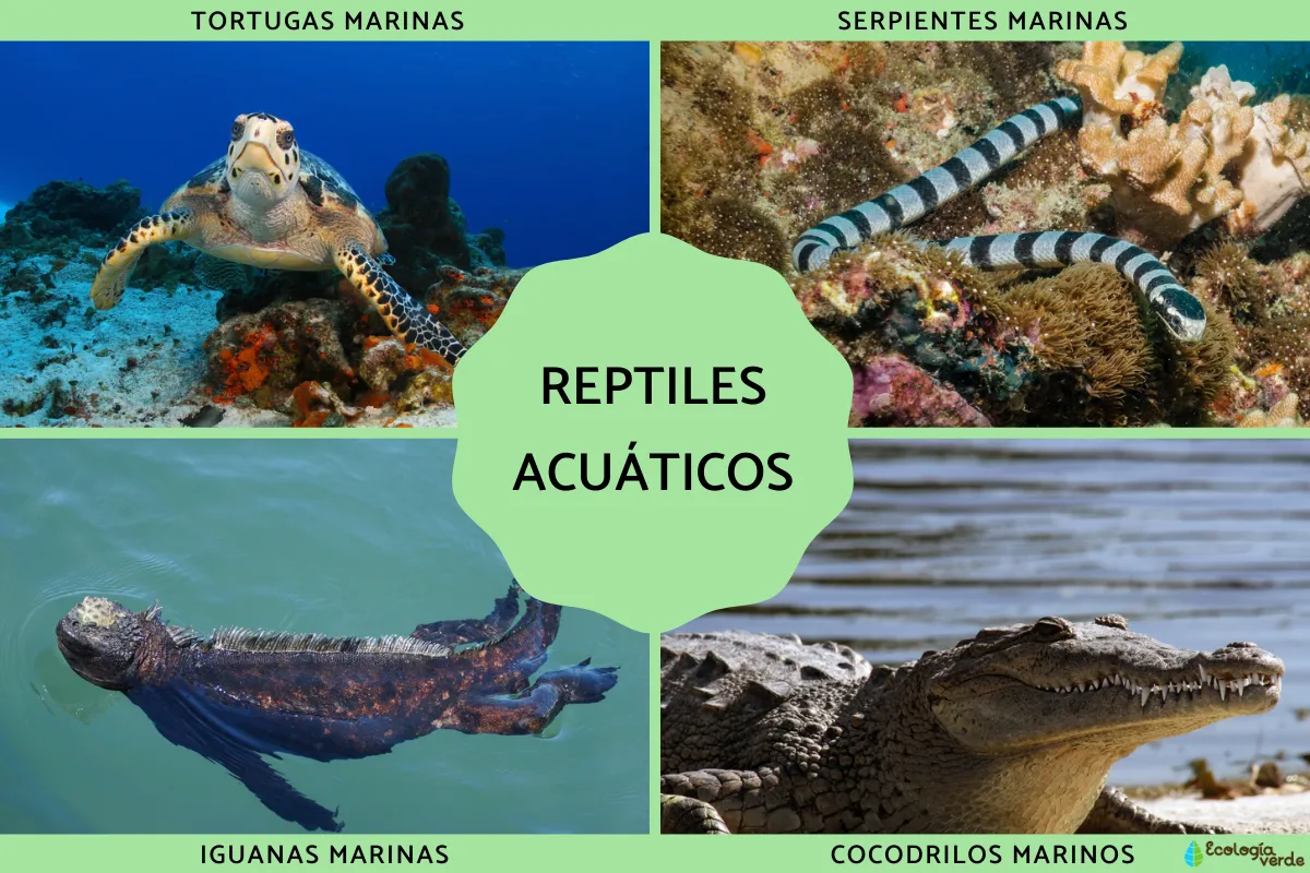 Aquatic Reptiles: Characteristics, Breathing, Types, and Examples