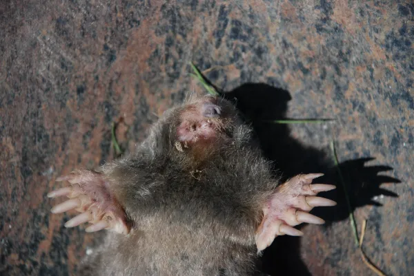 3.webp