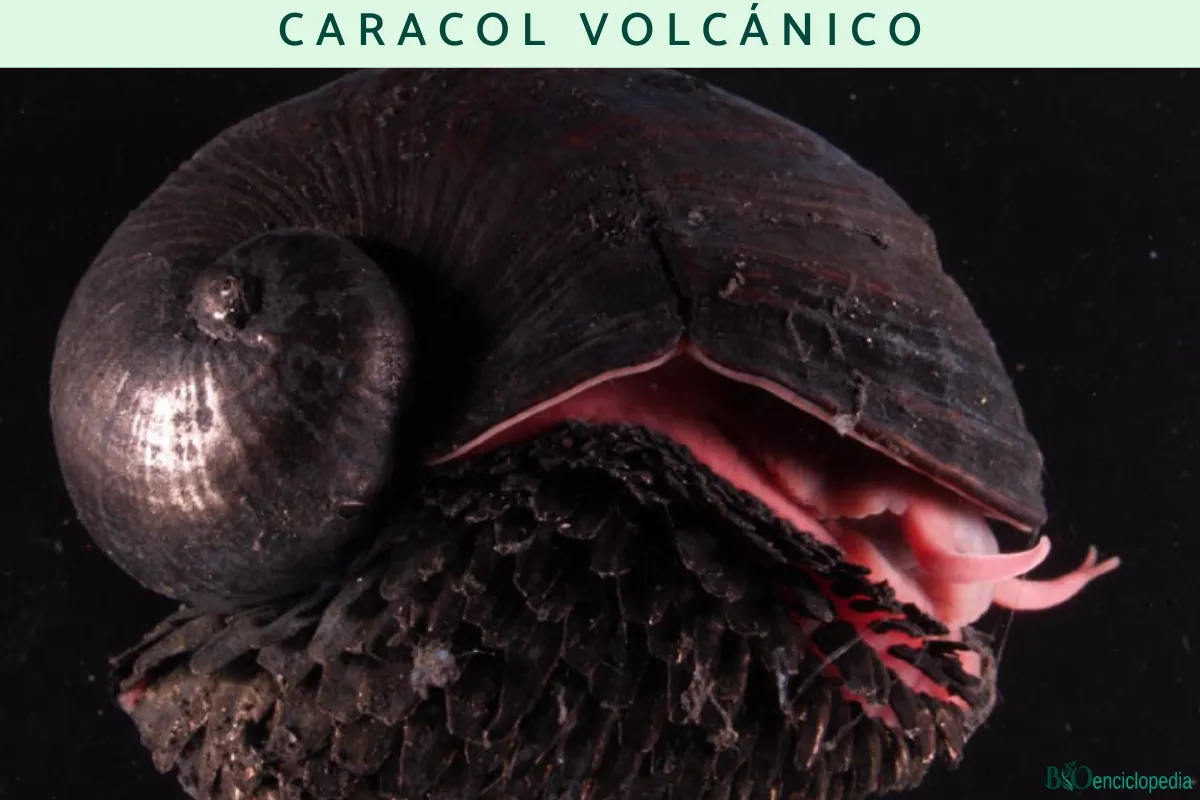 Volcano Snail: The Iron-Armored Sea Pangolin of Deep-Sea Vents
