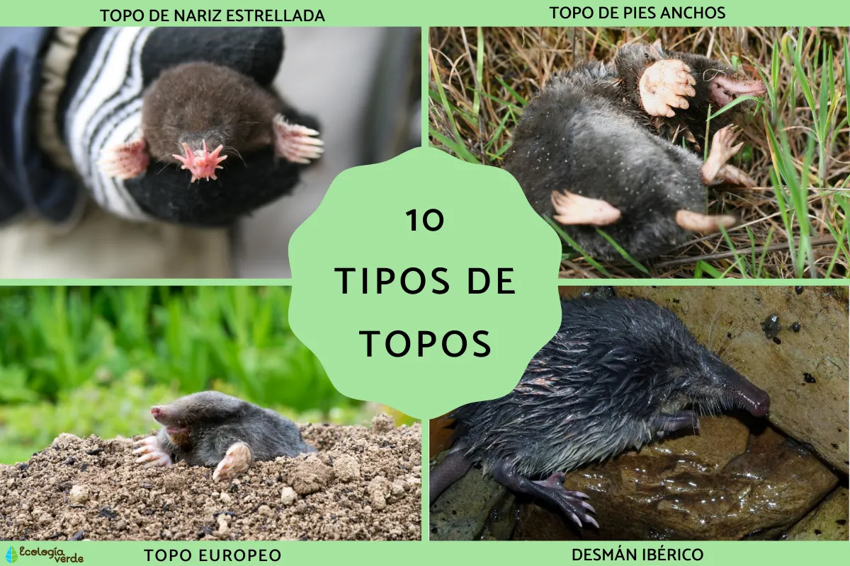 Types of Moles: Different Mole Species and Their Unique Adaptations
